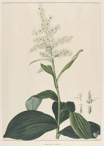 Veratrum Album