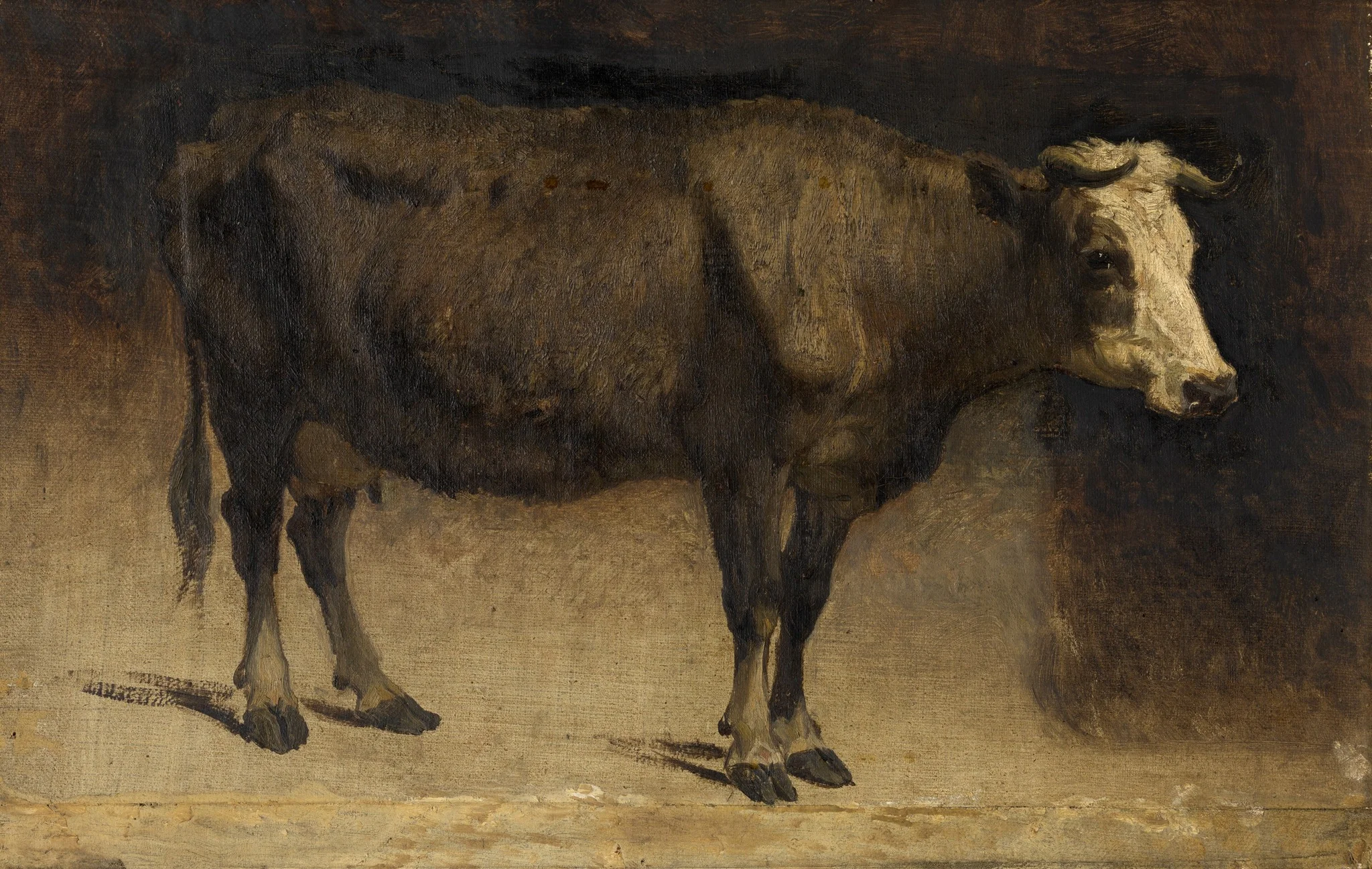 Cow