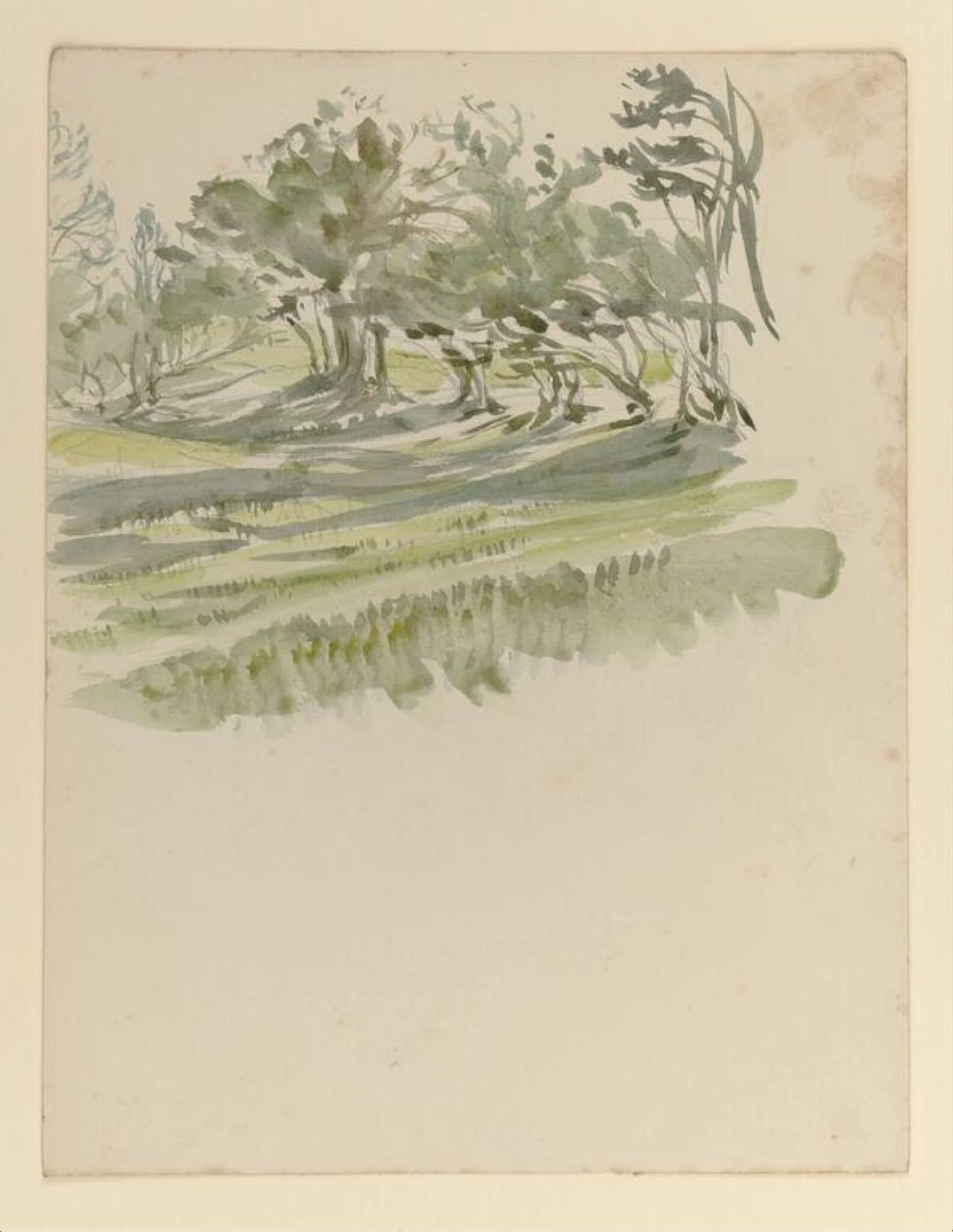 A meadow flanked by a line of trees