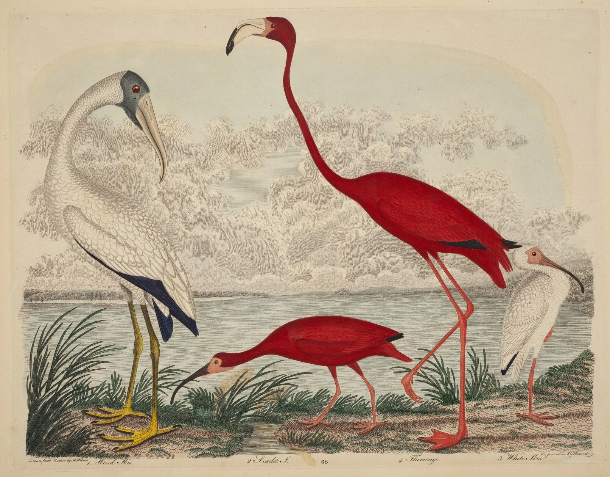 Wood Ibis, Scarlet Ibis, Flamingo, and White Ibis, by John G. Warnicke, ink, 1811