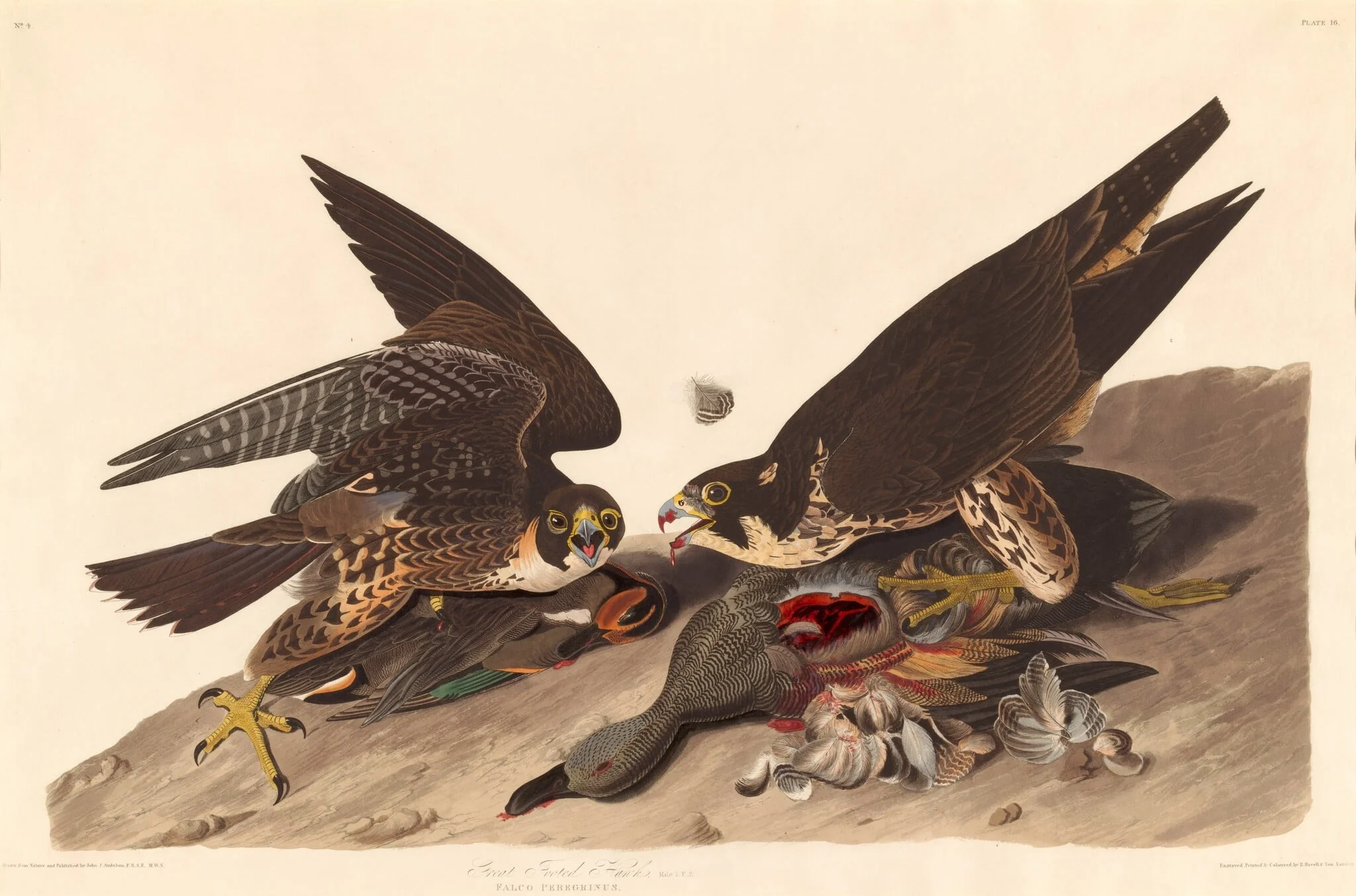 Great Footed Hawk, by Robert Havell Jr., ink, 1827