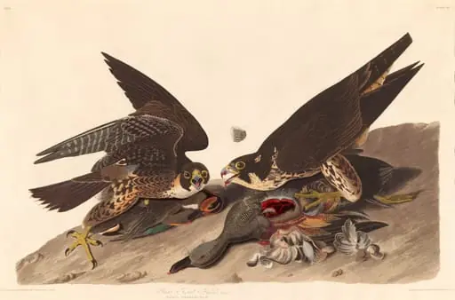 Great Footed Hawk