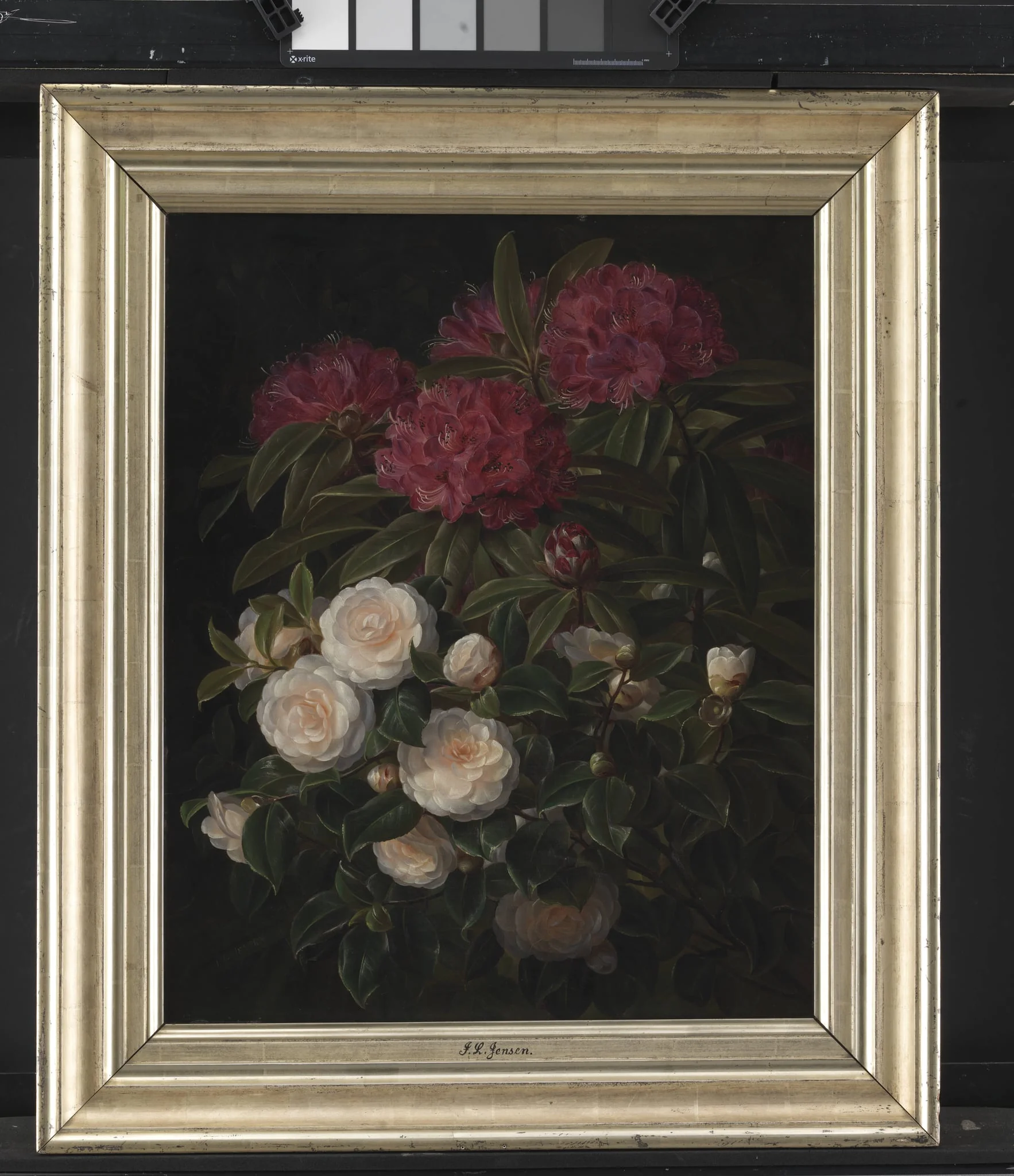 Kamelier og rhododendron, by Unknown, 1852