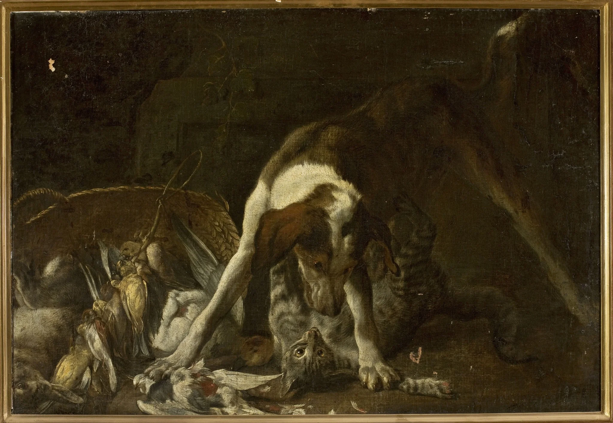Dog attacking a cat
