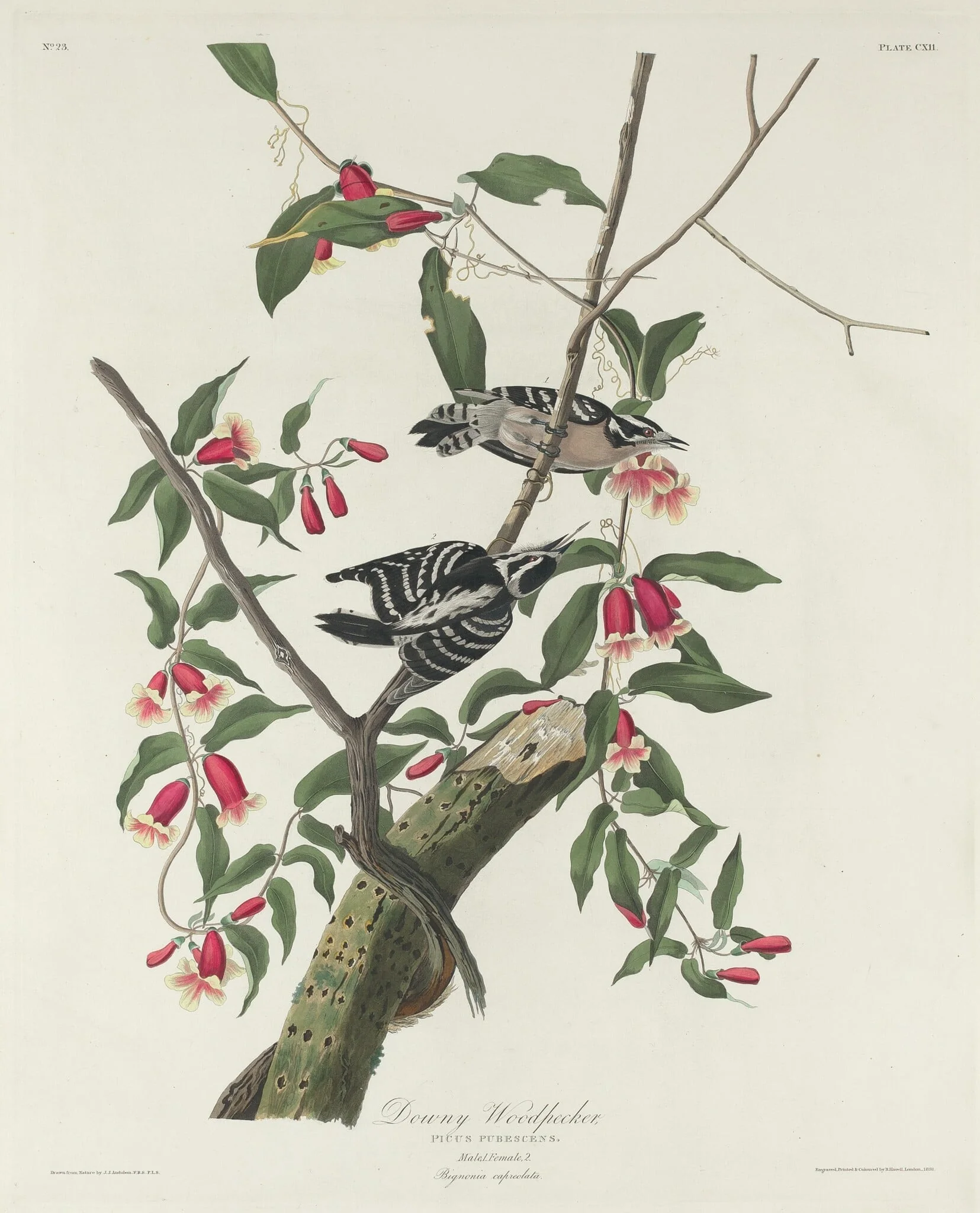 Downy Woodpecker, by Robert Havell Jr., ink, 1831