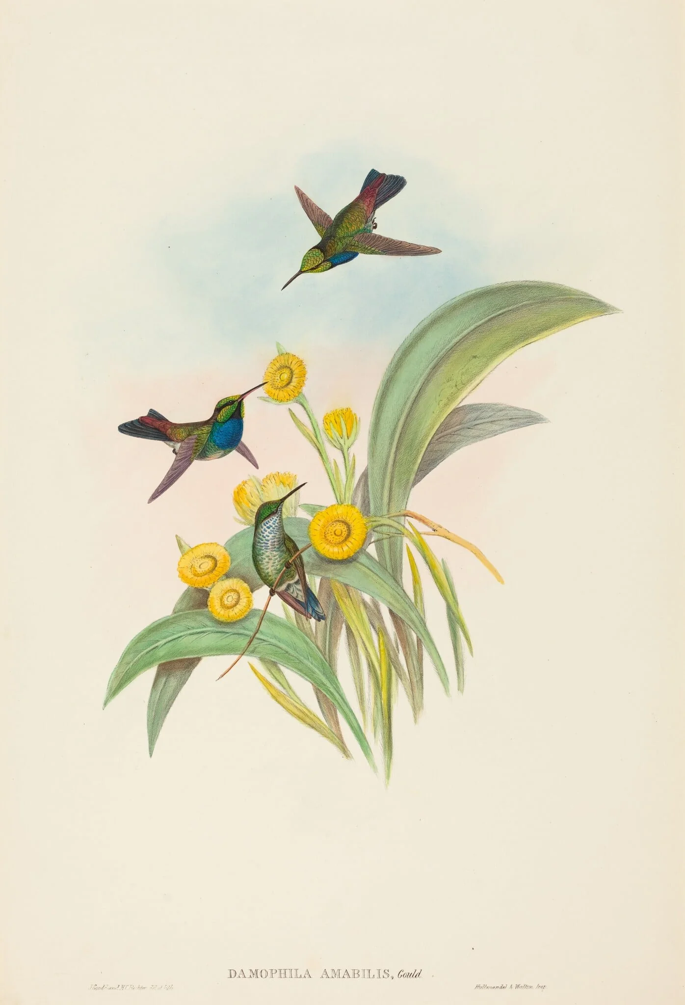 Damophila amabilis (Blue-breasted Hummingbird), by John Gould, ink, 1842
