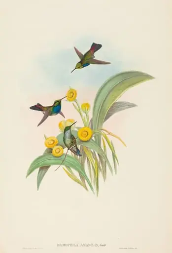 Damophila amabilis (Blue-breasted Hummingbird)