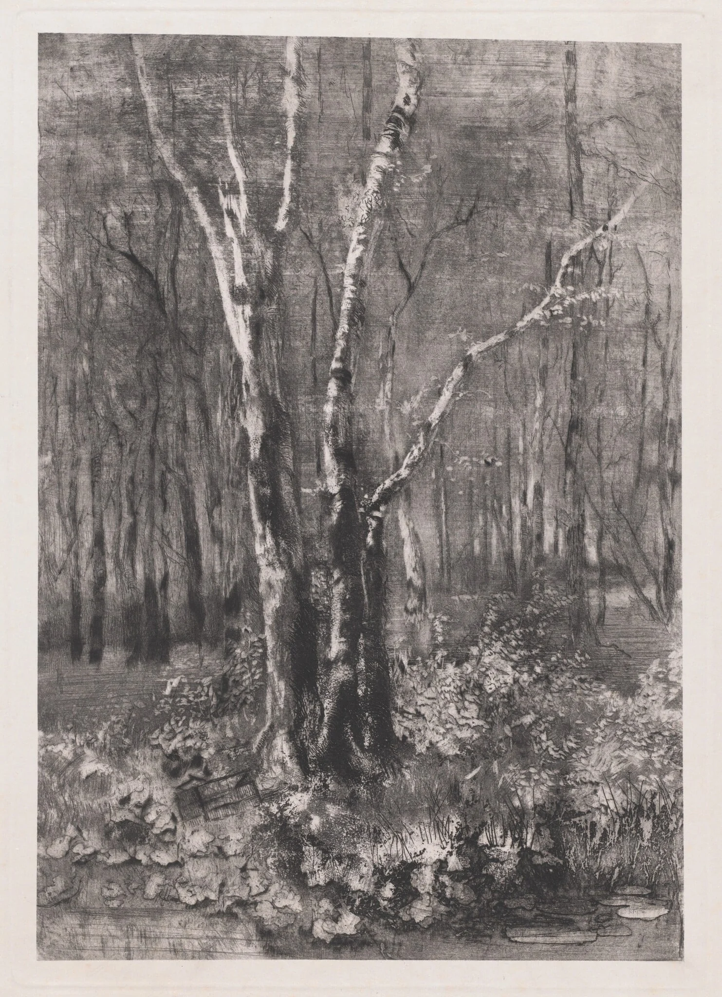 Woods in the Park near Monza