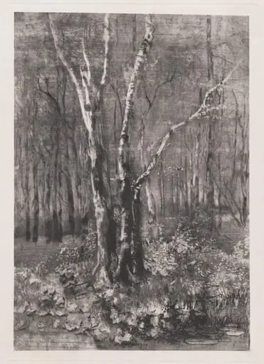 Woods in the Park near Monza