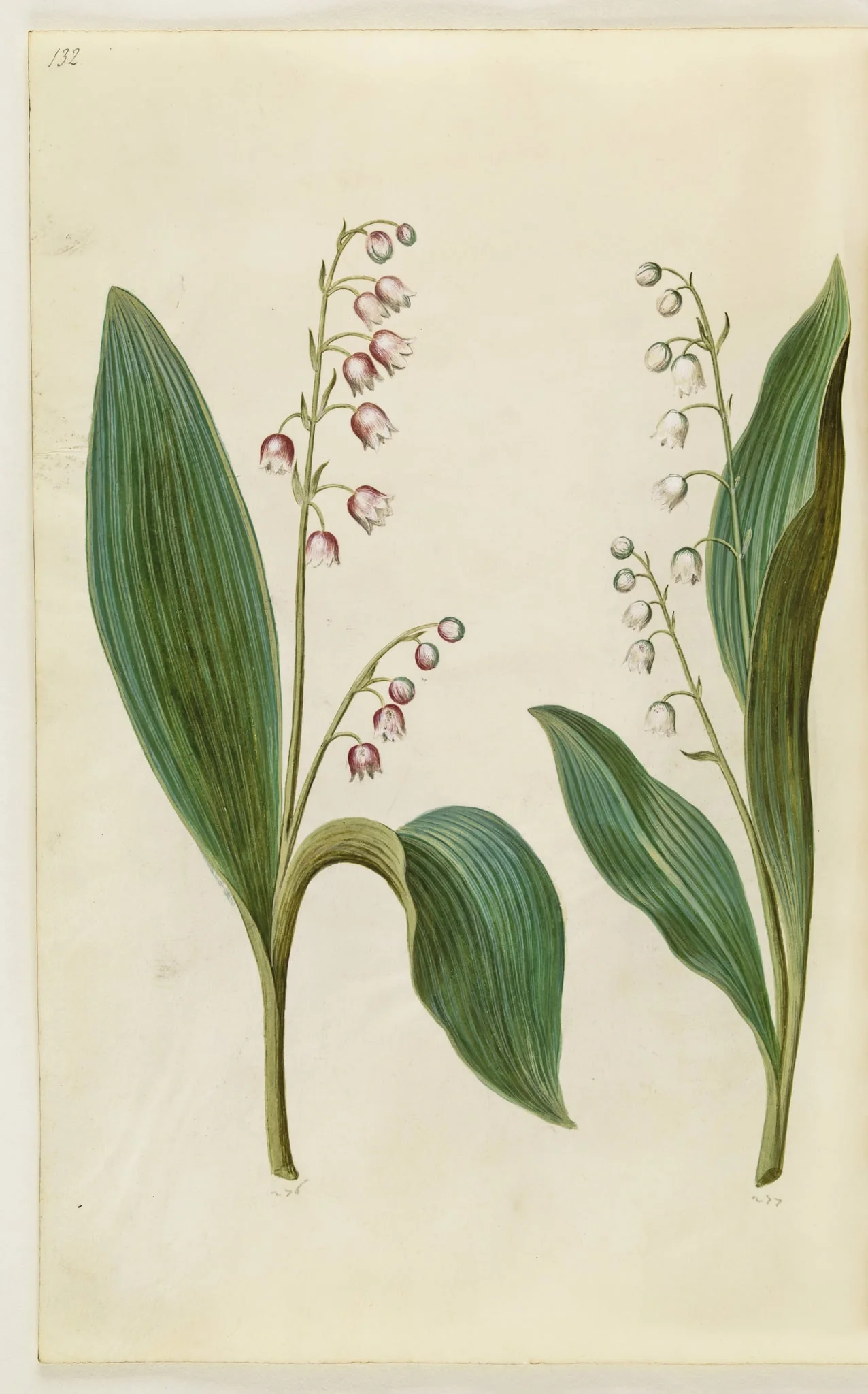 Convallaria majalis rosea (rød liljekonval); Convallaria majalis (liljekonval), by Unknown, unspecified, 1650