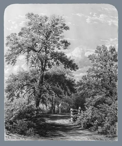 The Grandmother Tree, near Middletown, Long Island