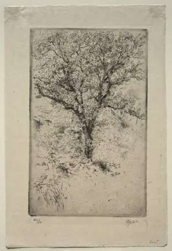 The Great Oak Tree, Monte Oliveto