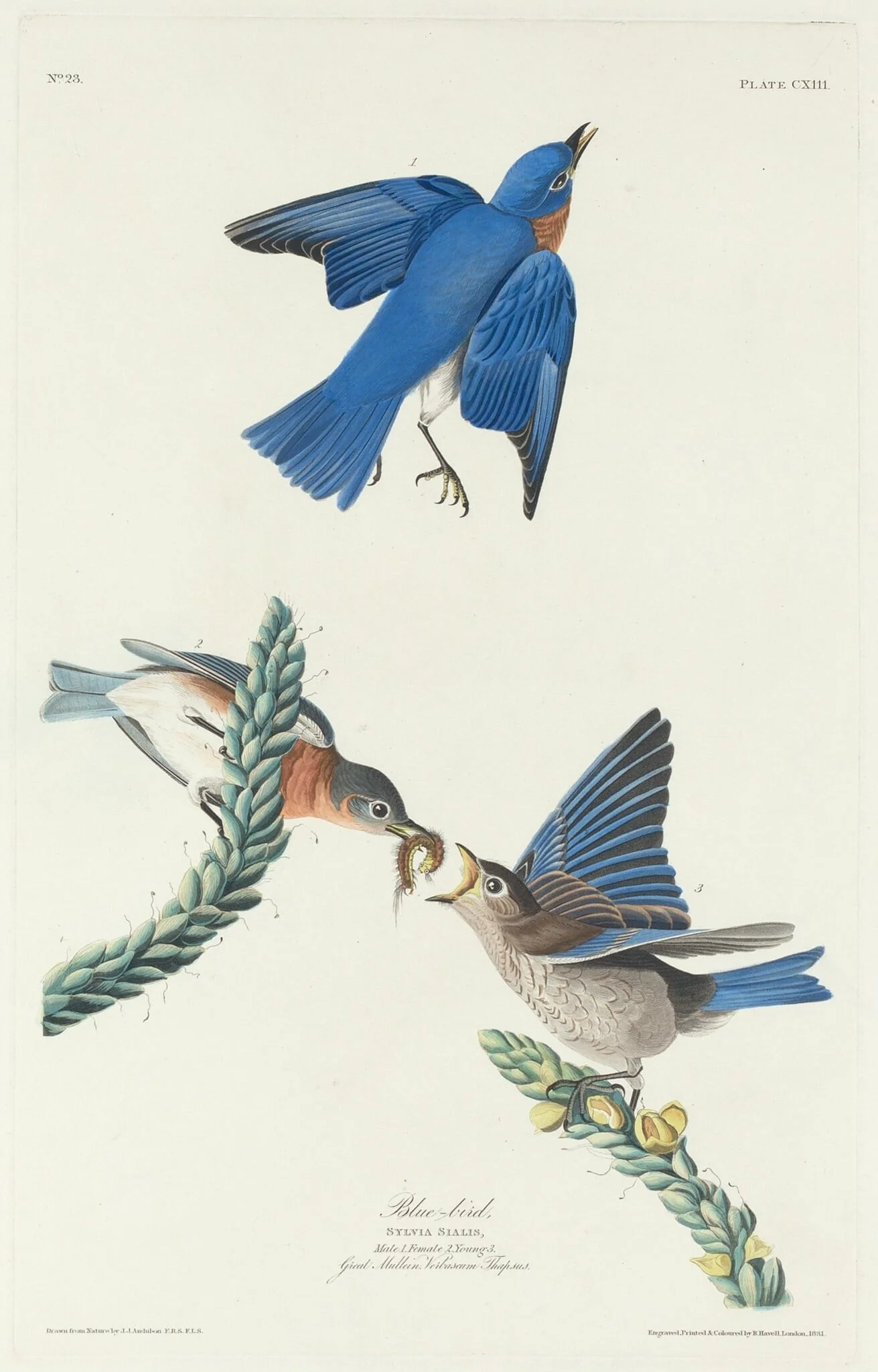 Blue-Bird, by Robert Havell Jr., ink, 1831