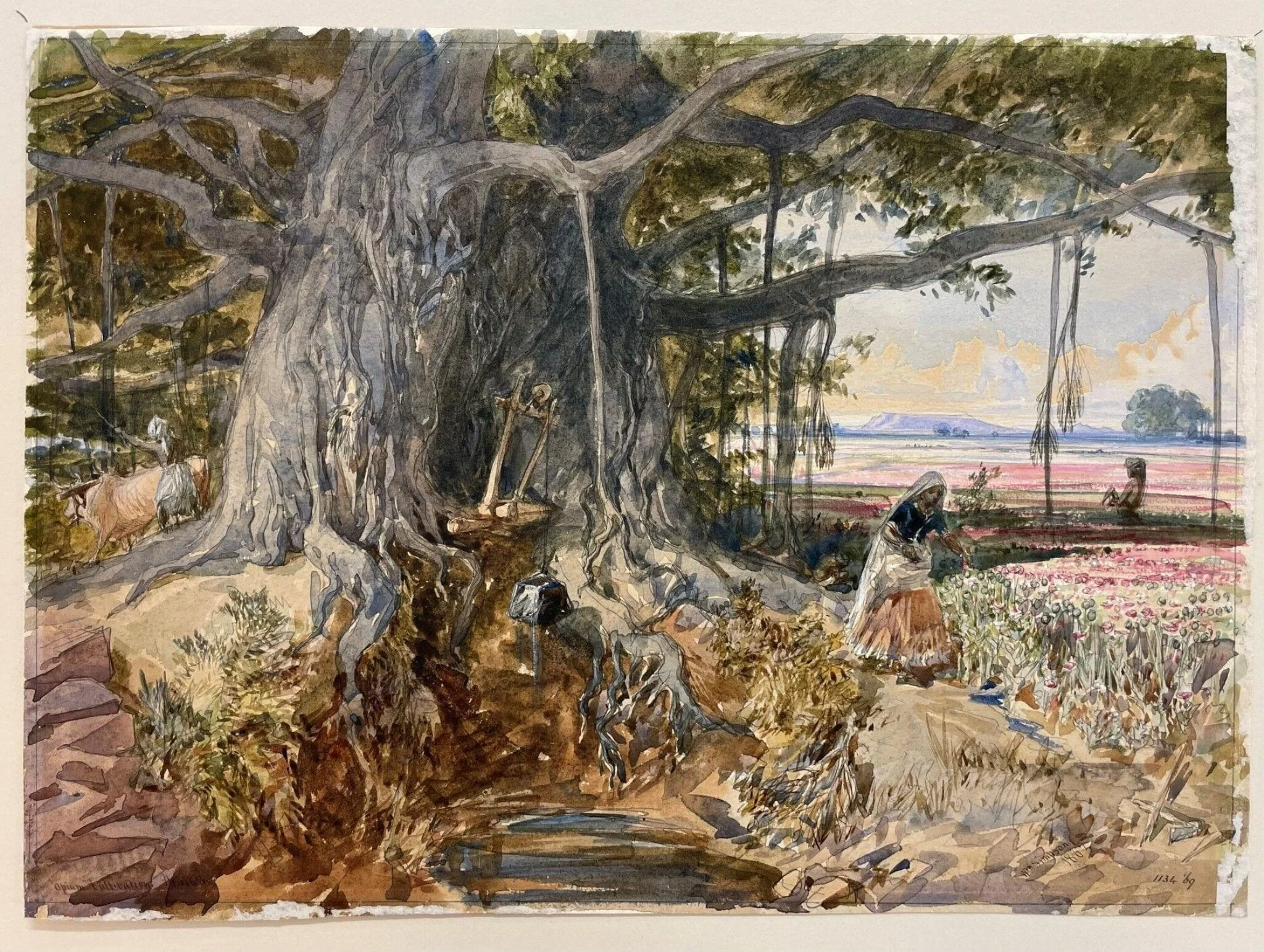 Opium cultivation scene, Malwa, by William Simpson, paint, 1862