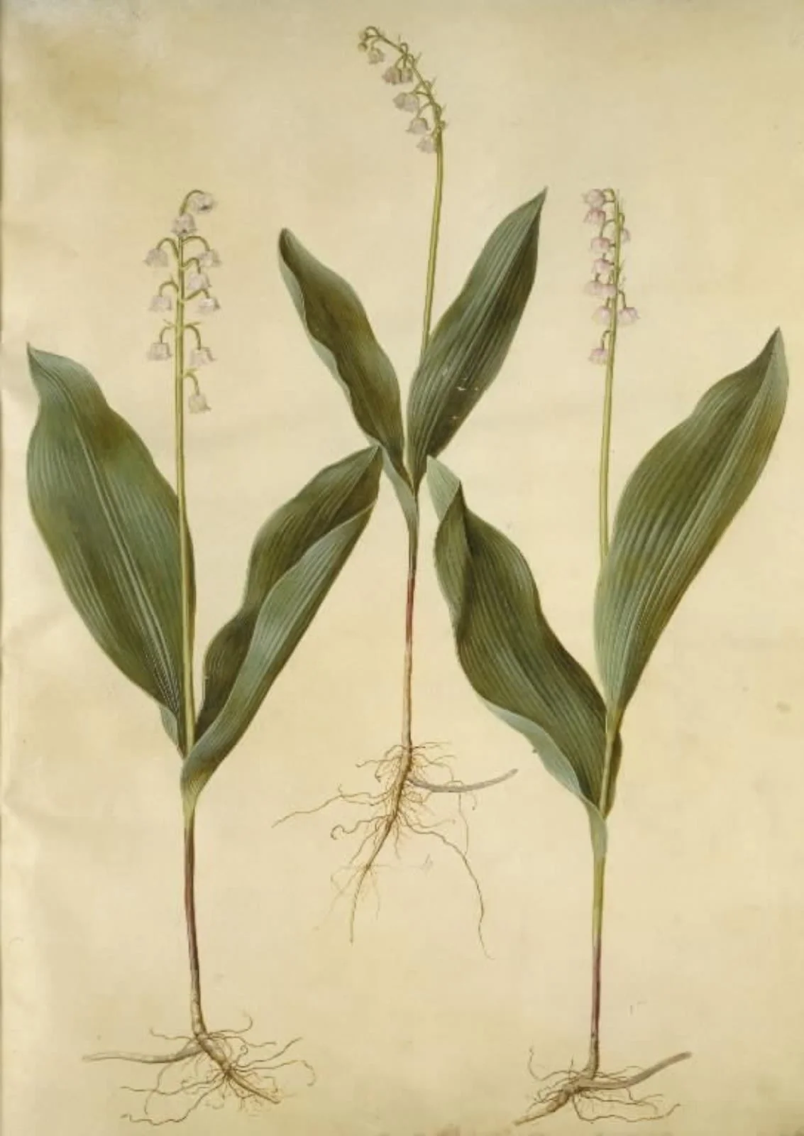 Convallaria majalis (liljekonval); Convallaria majalis (varietet af liljekonval), by Unknown, unspecified, 1654