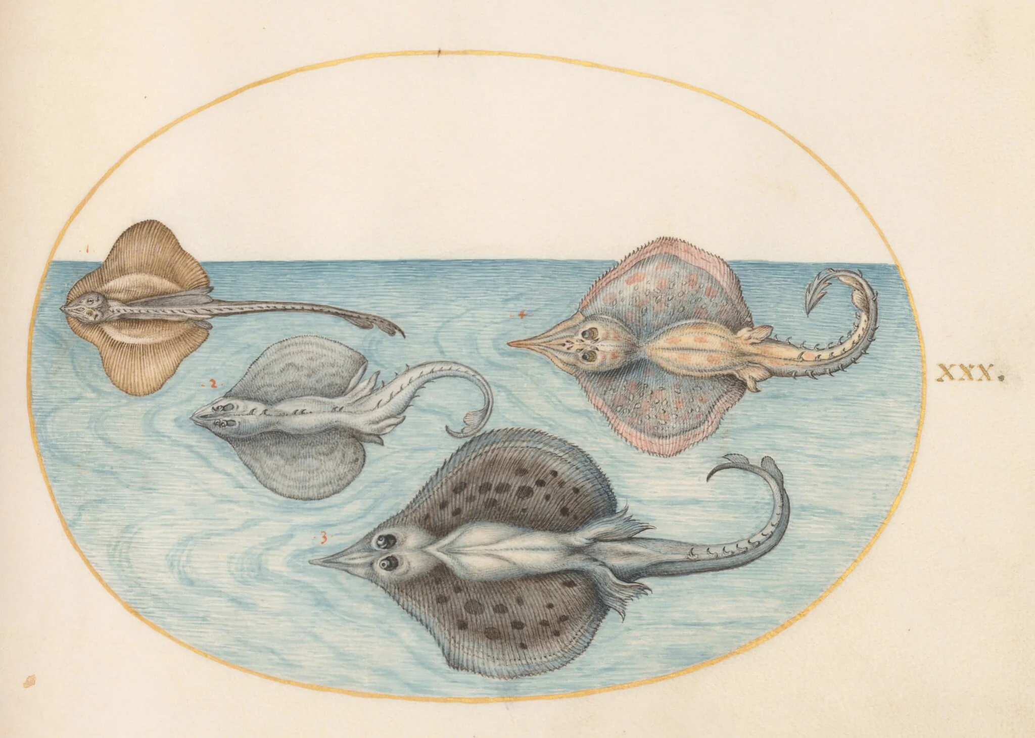 Plate 30: Four Rays, by Joris Hoefnagel, gouache, 1594