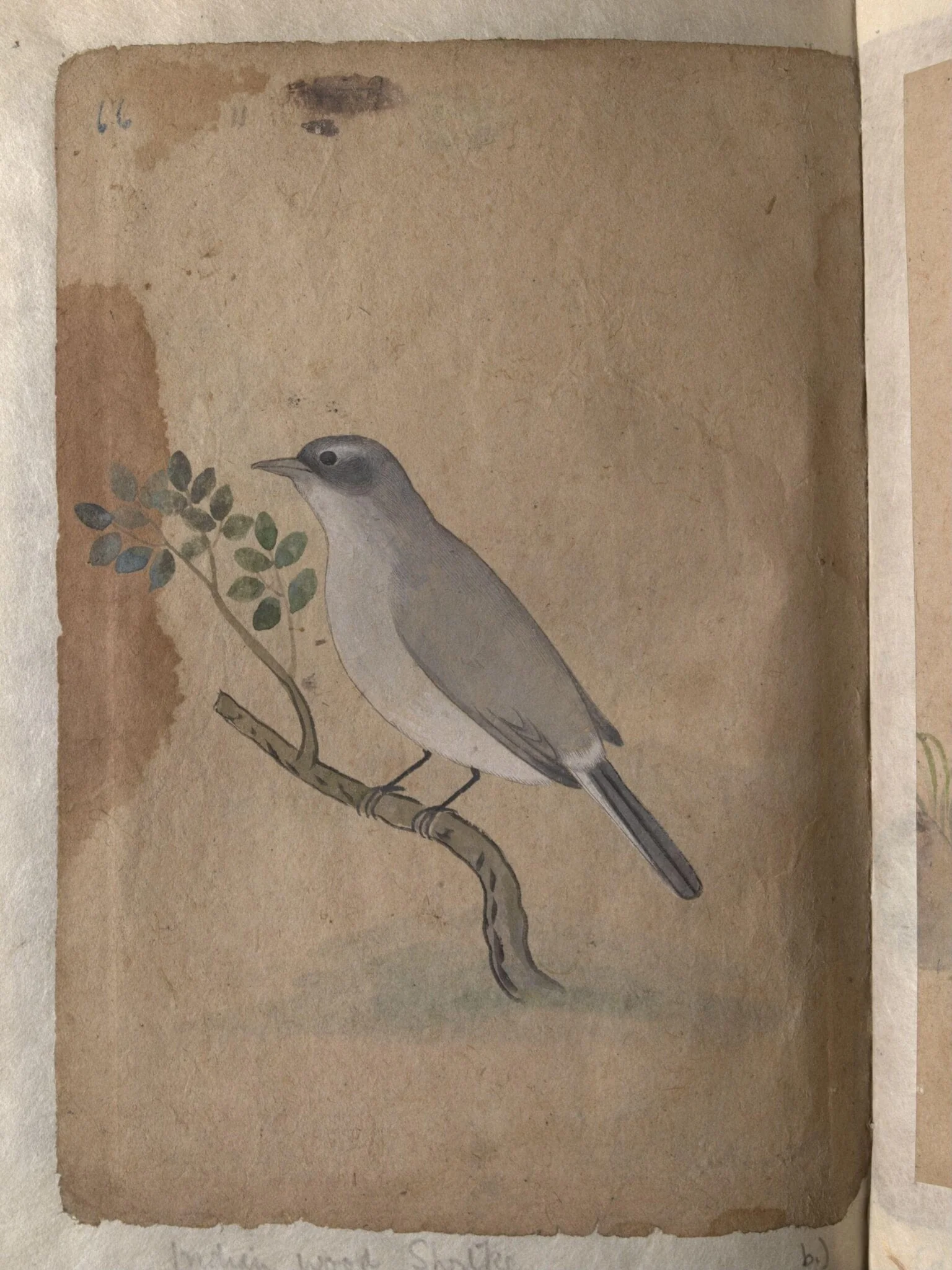 Depictions of a Indian spotted dove and a Common Indian wood-shrike of Northern India, by Unknown, paint, 1820