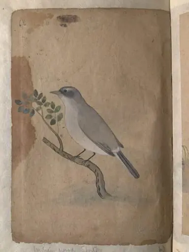 Depictions of a Indian spotted dove and a Common Indian wood-shrike of Northern India