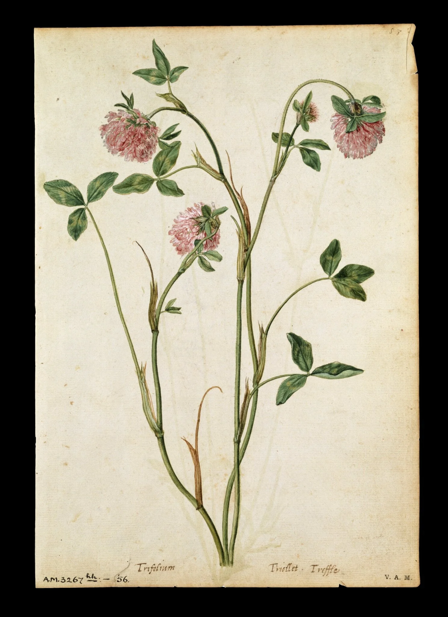 A red clover; a field scabious, by Jacques Le Moyne de Morgues, watercolor, 1568