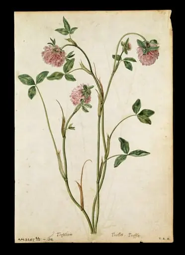 A red clover; a field scabious