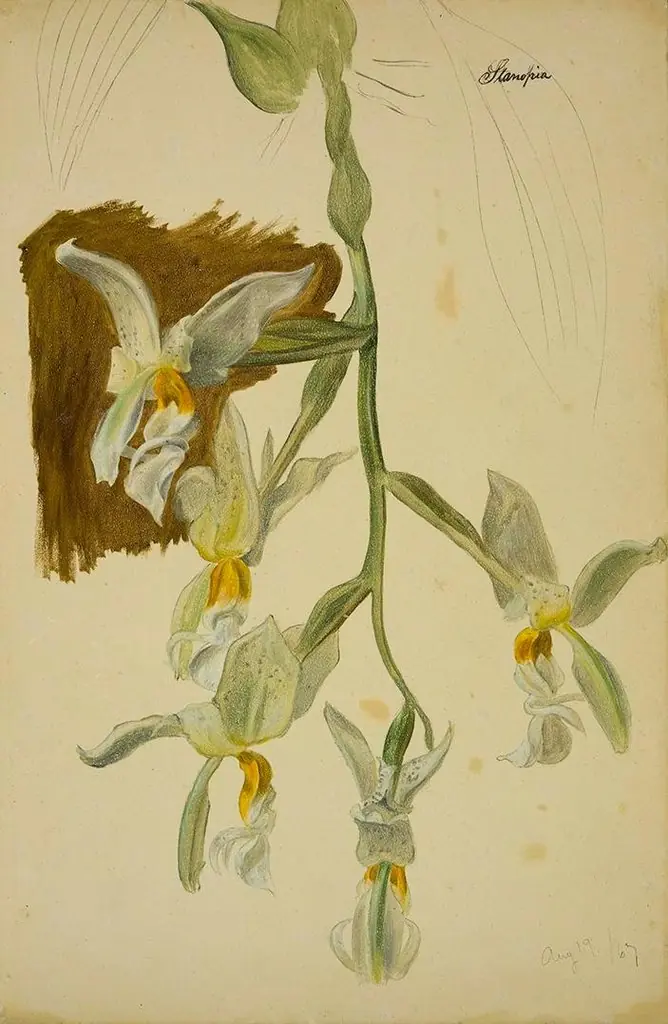 Stanhopea Orchid