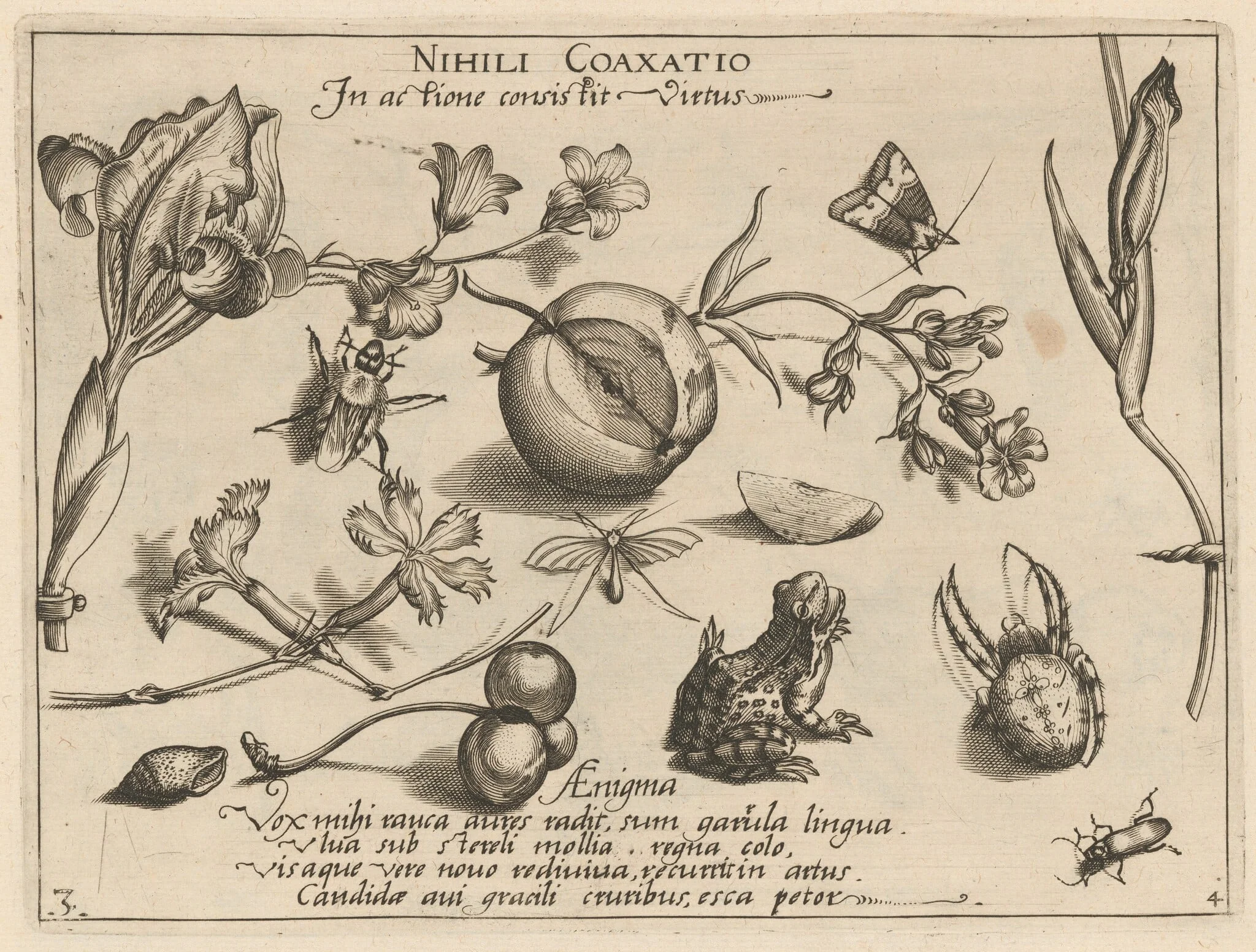 Archetypa studiaque patris Georgii Hoefnagelii [Part 4, Plate 3], by Jacob Hoefnagel, ink, 1592