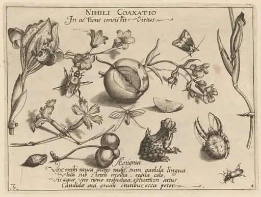 Archetypa studiaque patris Georgii Hoefnagelii [Part 4, Plate 3]