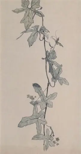 Clematis