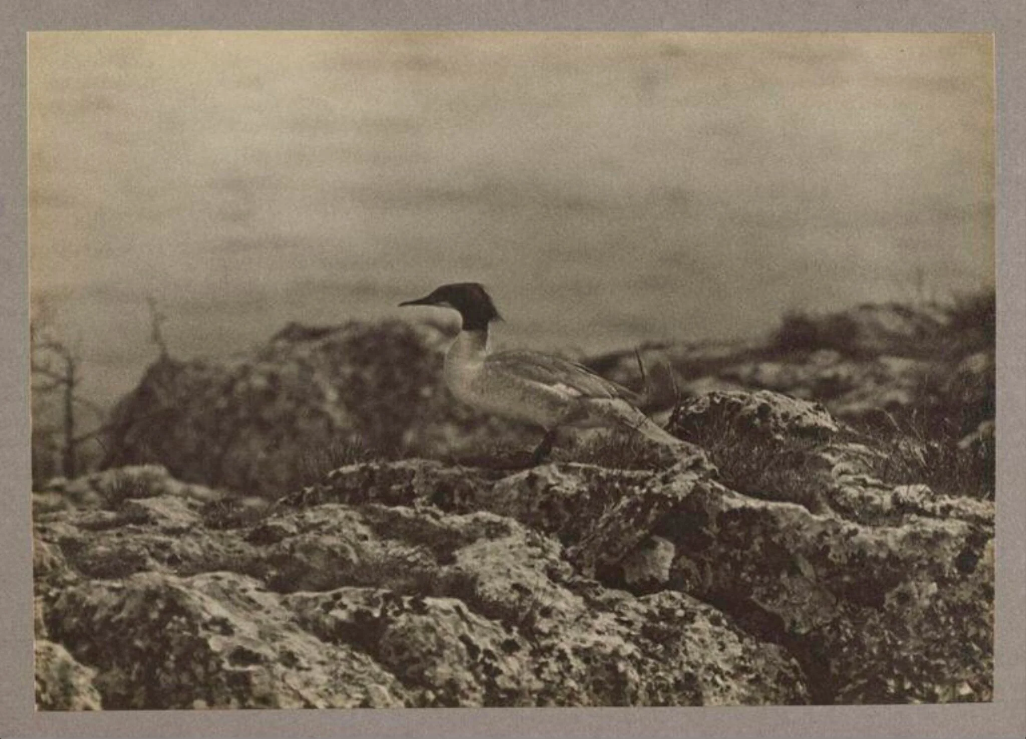 A Goosander, by Zoological Photographic Club, photographic