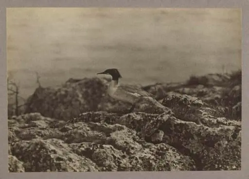 A Goosander