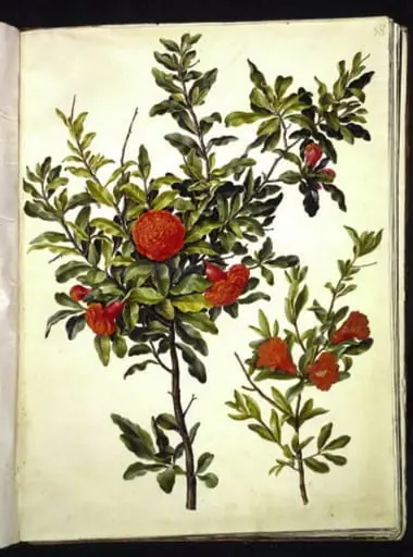 Punica granatum (granatæble)