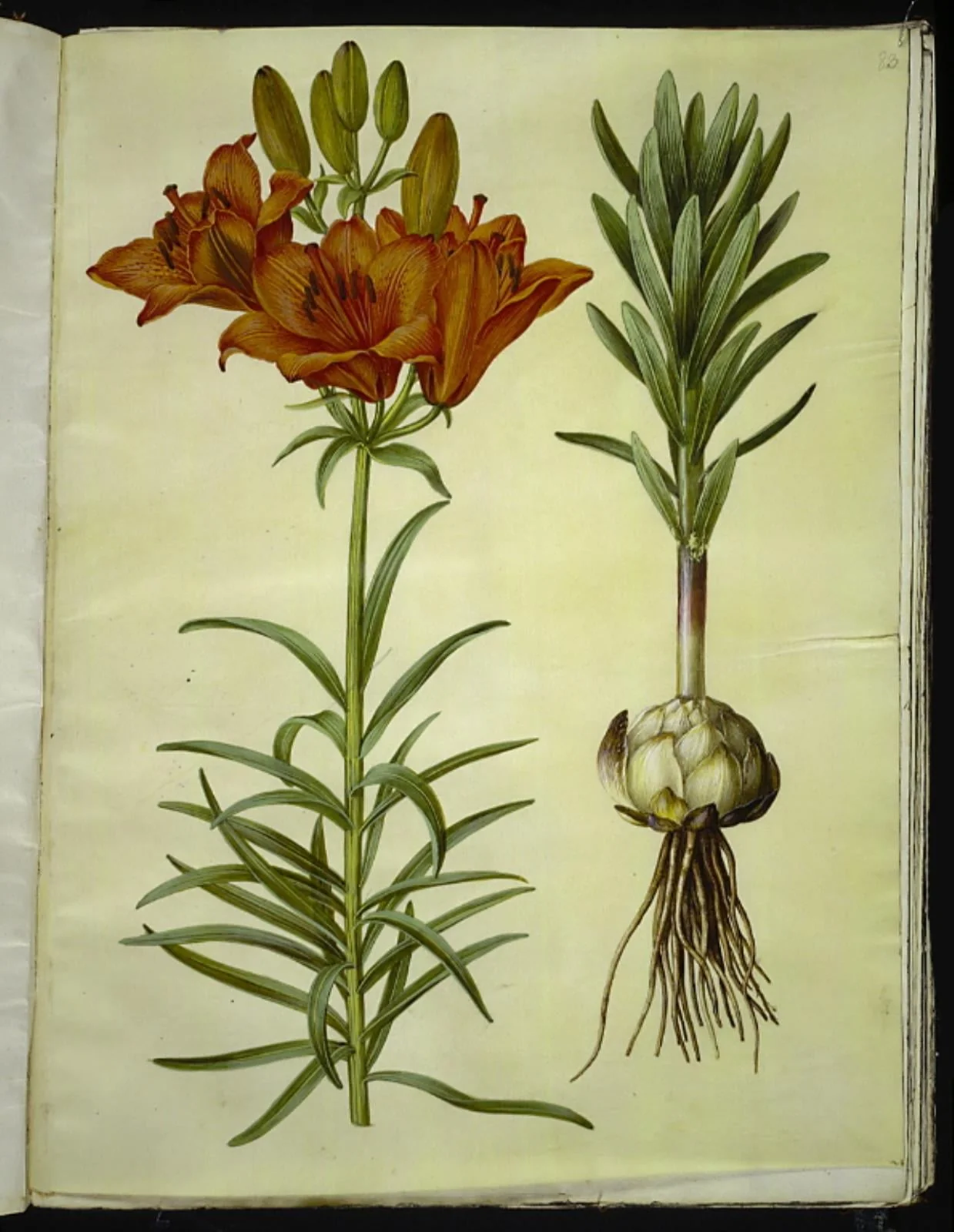 Lilium bulbiferum (brand-lilje), by Unknown, unspecified, 1654
