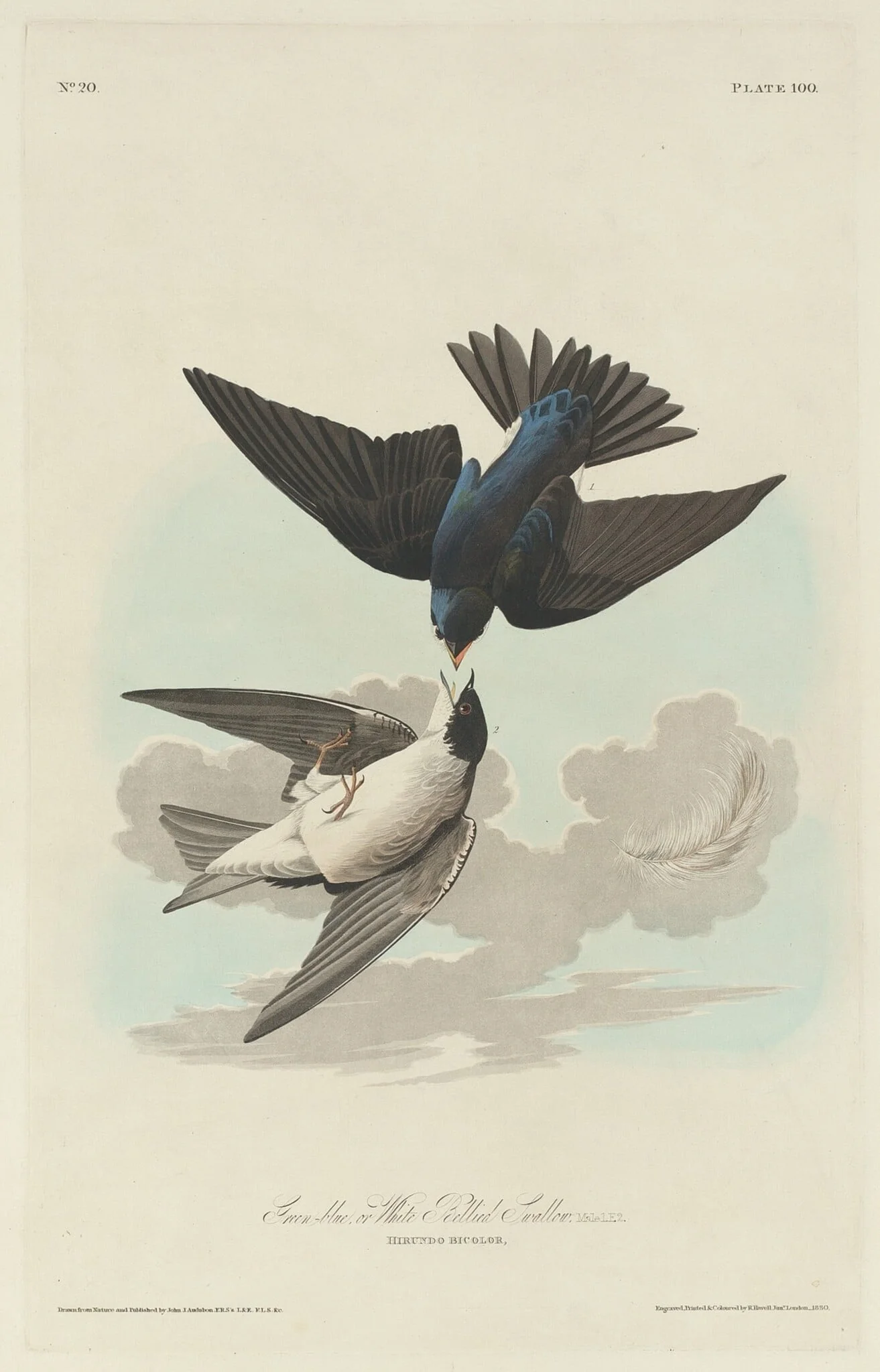 Green-blue or White-bellied Swallow, by Robert Havell Jr., ink, 1830