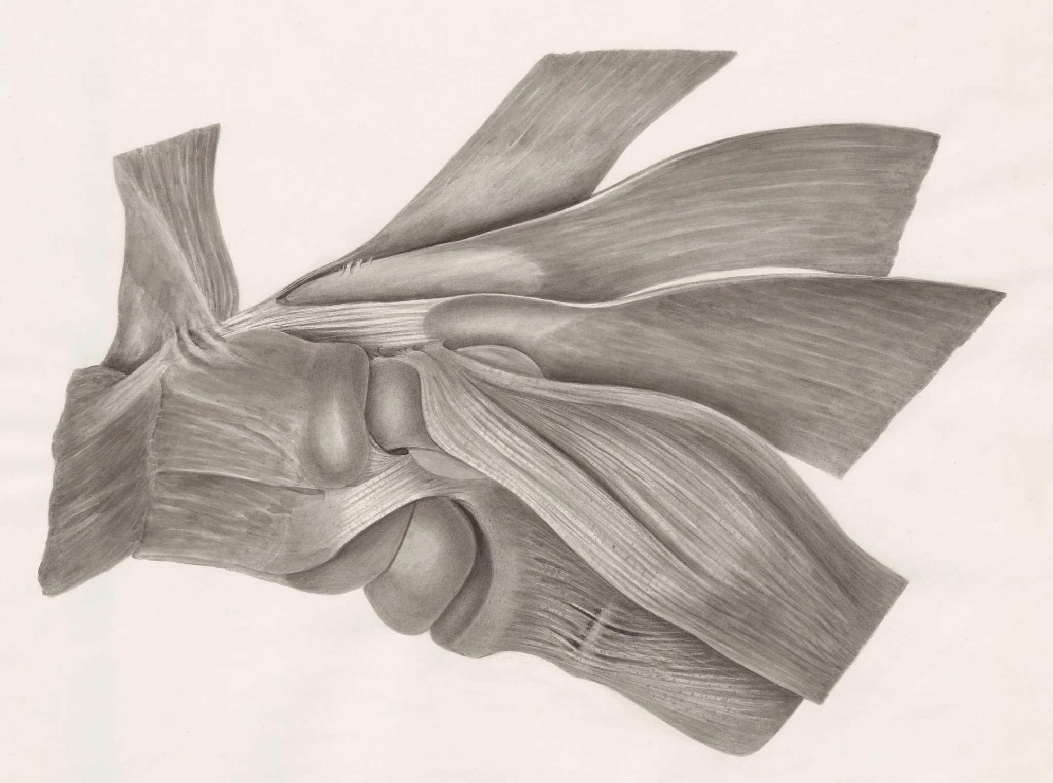 Muscular tissue, by H.G, Wetselaar, 1970