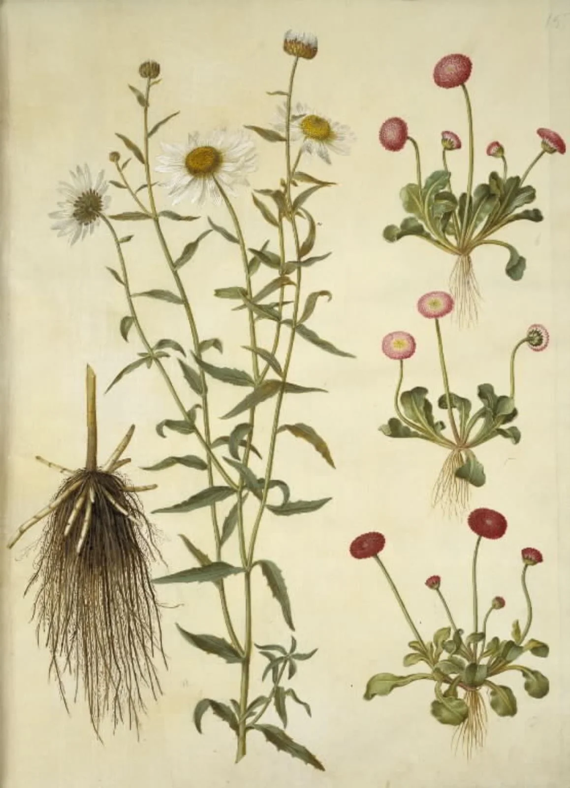 Leucanthemum vulgare (hvid okseøje); Bellis perennis (almindelig tusindfryd)