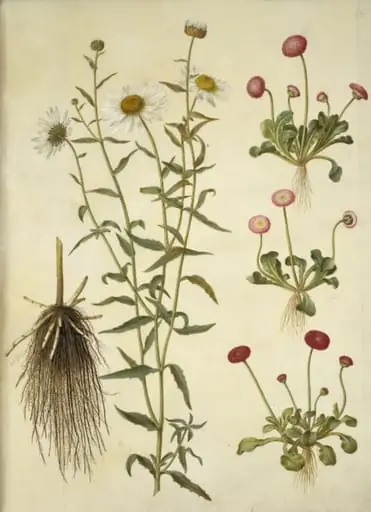 Leucanthemum vulgare (hvid okseøje); Bellis perennis (almindelig tusindfryd)