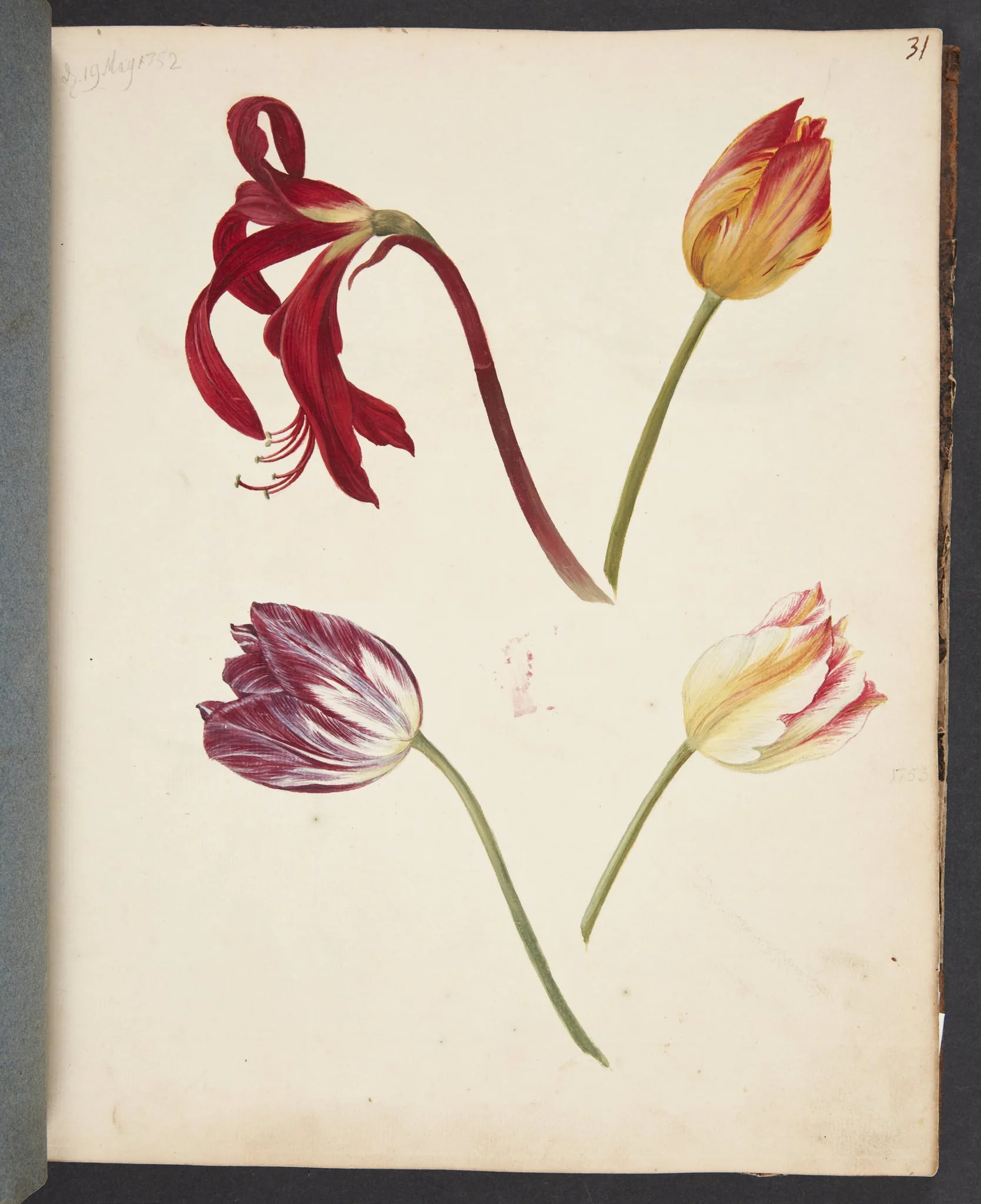 Studie af tulipaner, by Unknown, unspecified, 1752