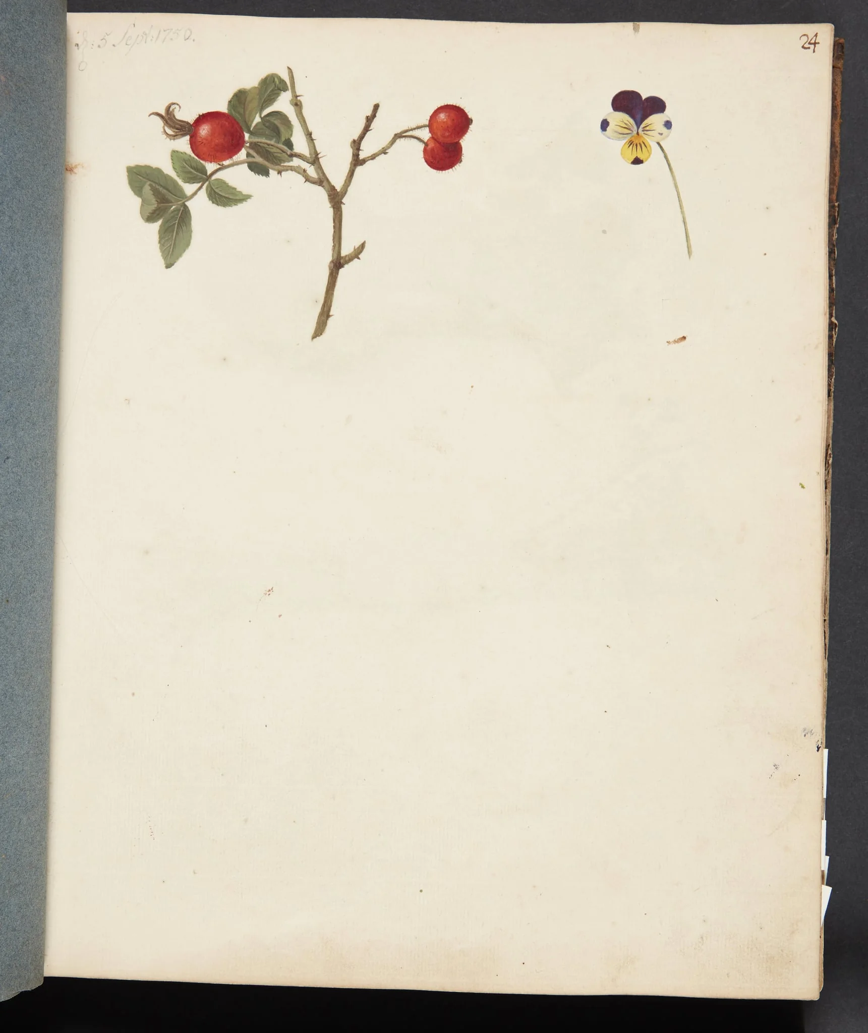 Studie af hyben og stedmoderblomst, by Unknown, unspecified, 1750