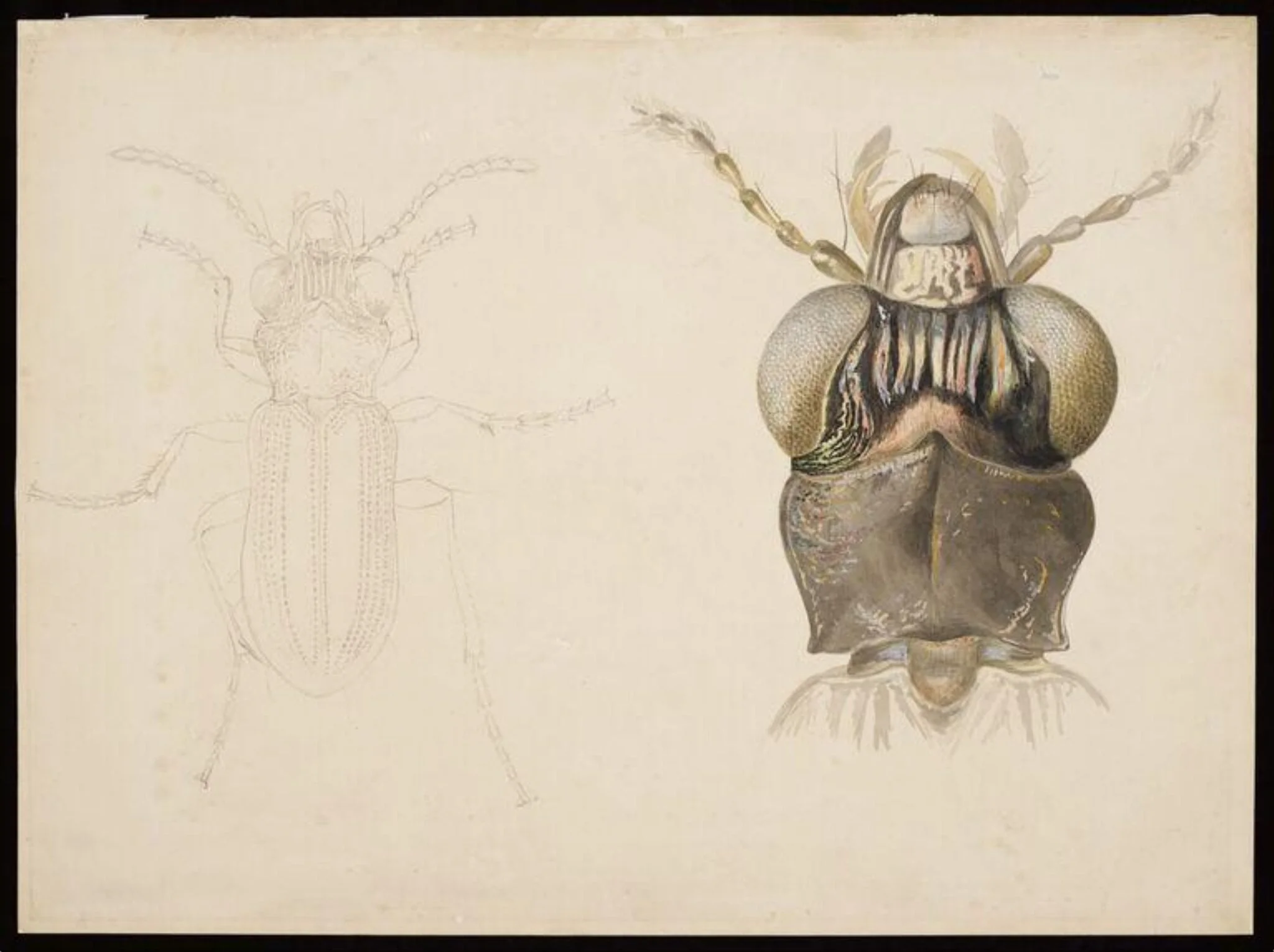 Magnified studies of a beetle (the ground beetle Notiophilus biguttatus?), by Beatrix Potter, watercolor, 4