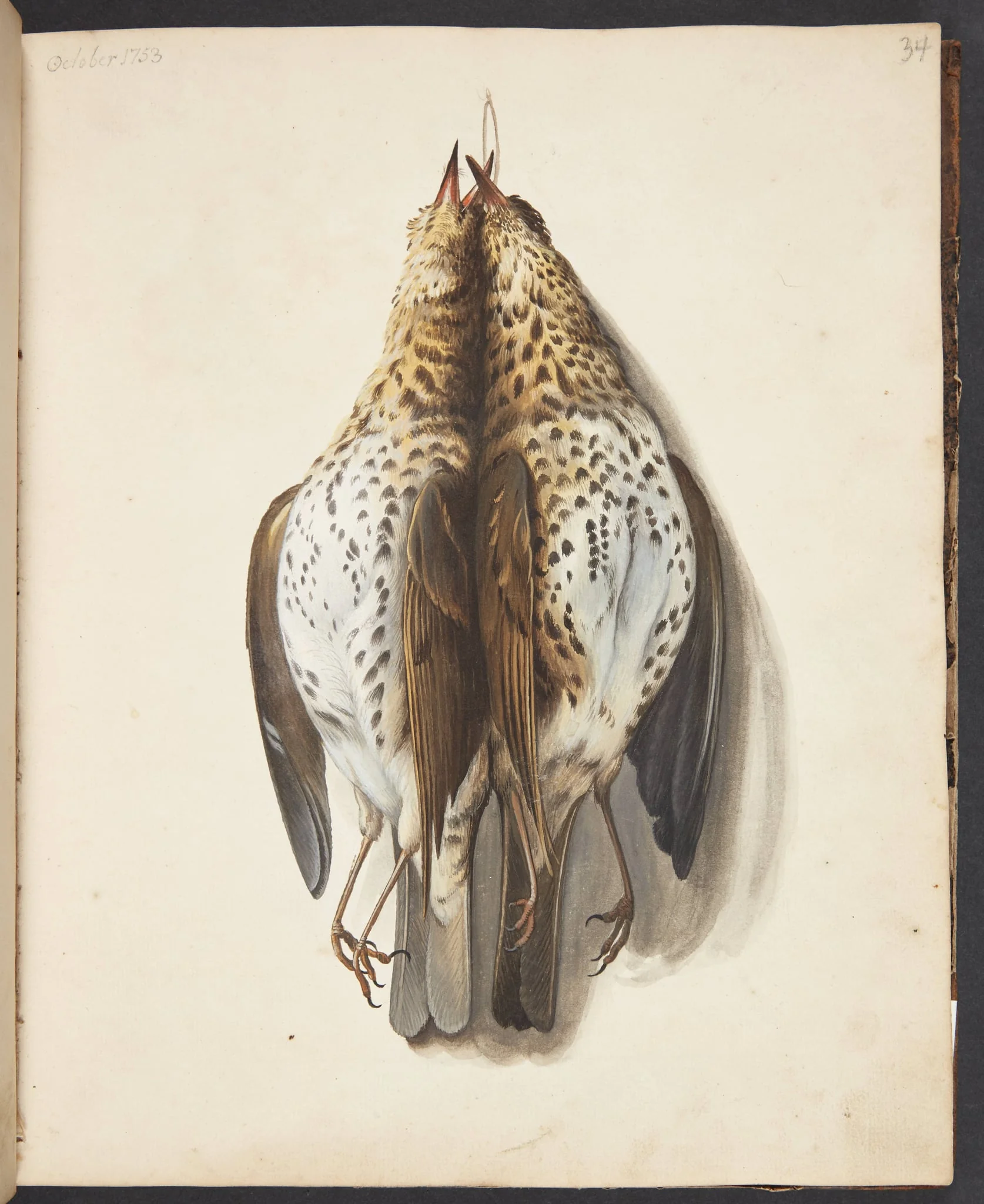 Studie af to døde sangdrosler?, by Unknown, unspecified, 1753