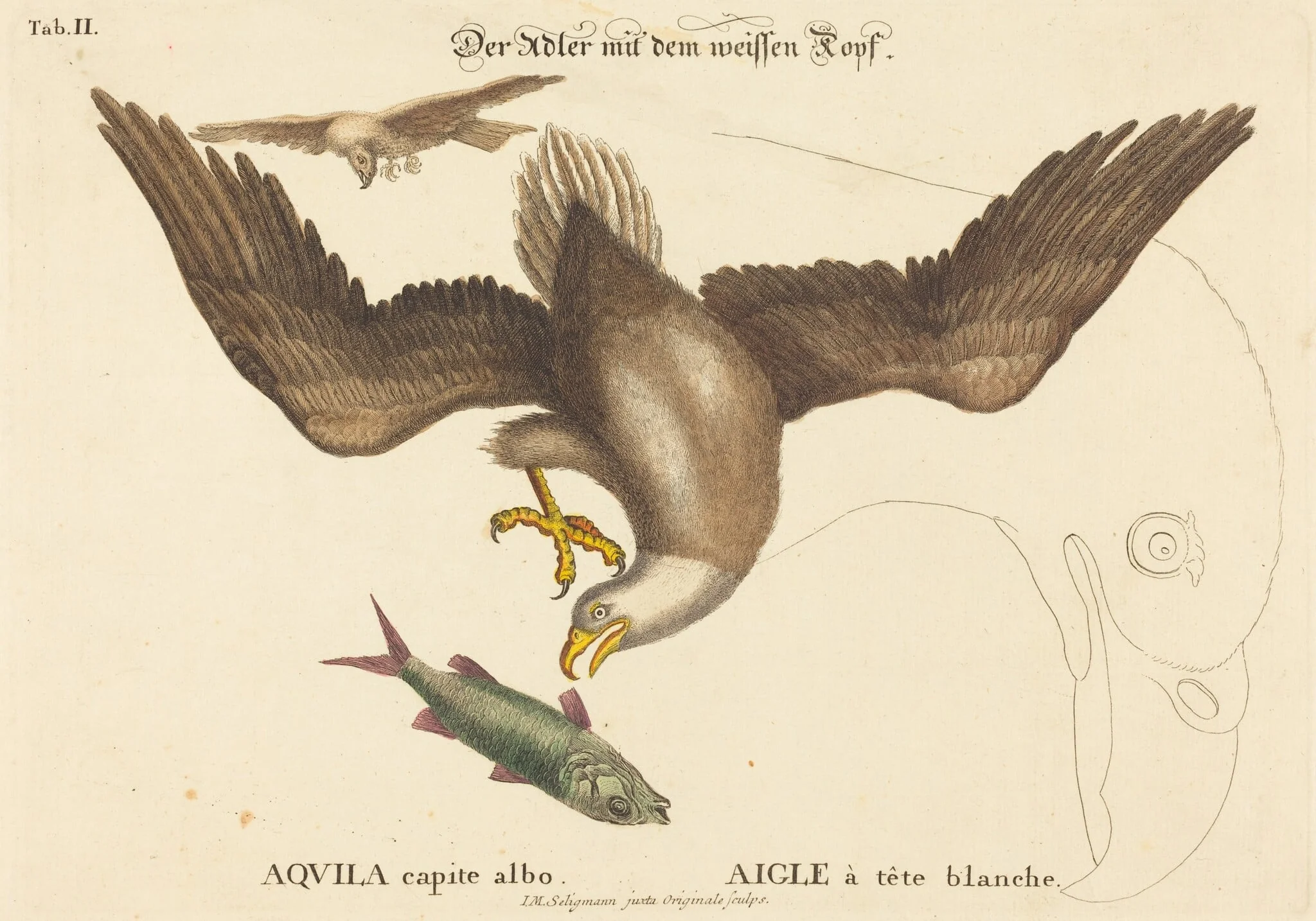 The Bald Eagle (Falco leucocephalus)