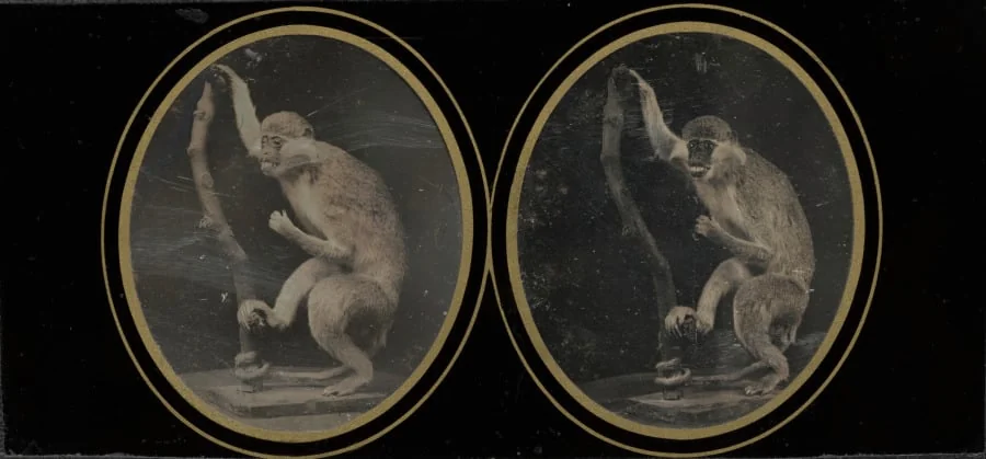 Monkey on Branch, by Louis Jules Duboscq-Soleil, 1855