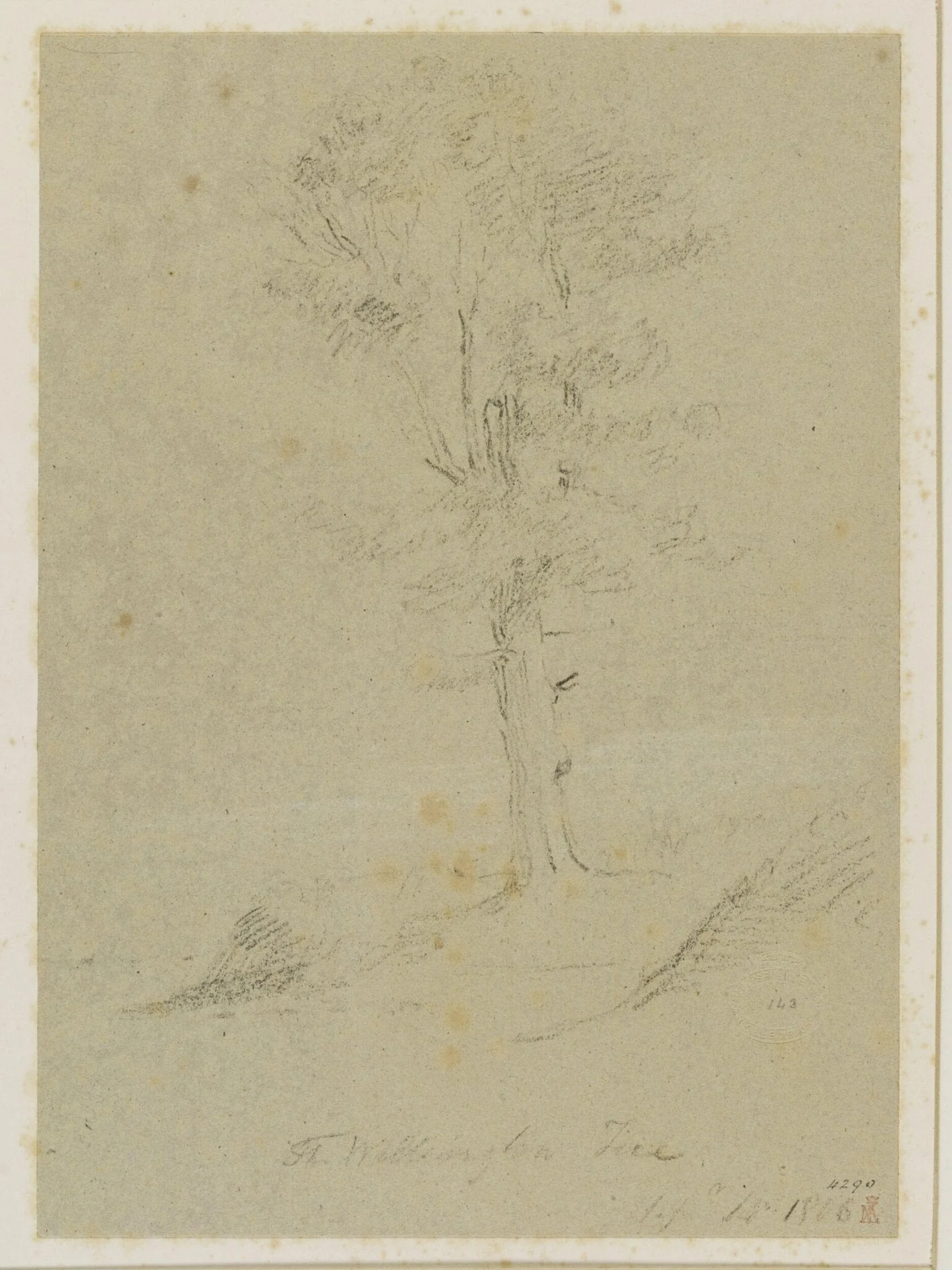 The Wellington Tree