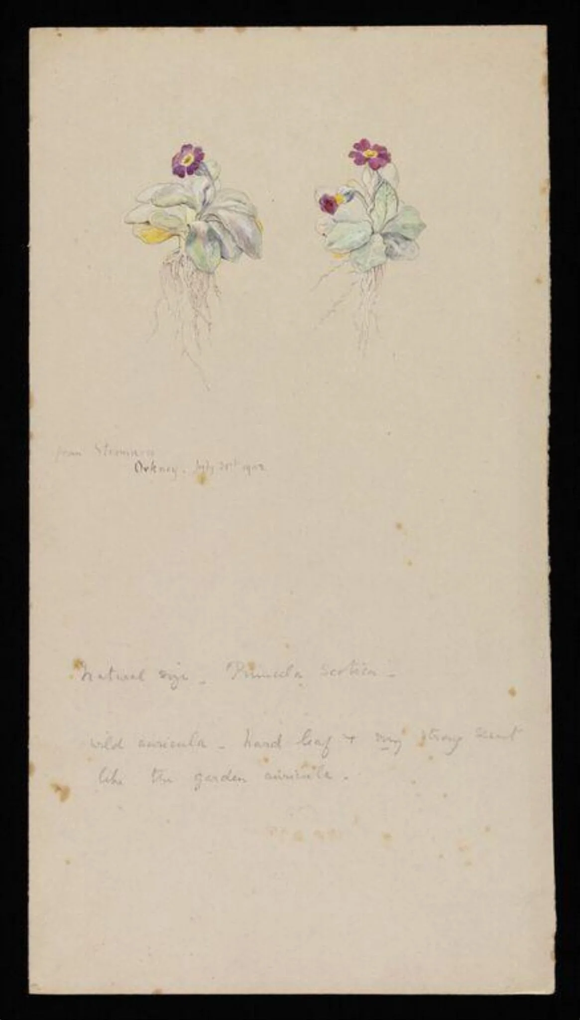 Primula Scotica, by Beatrix Potter, watercolor, 14