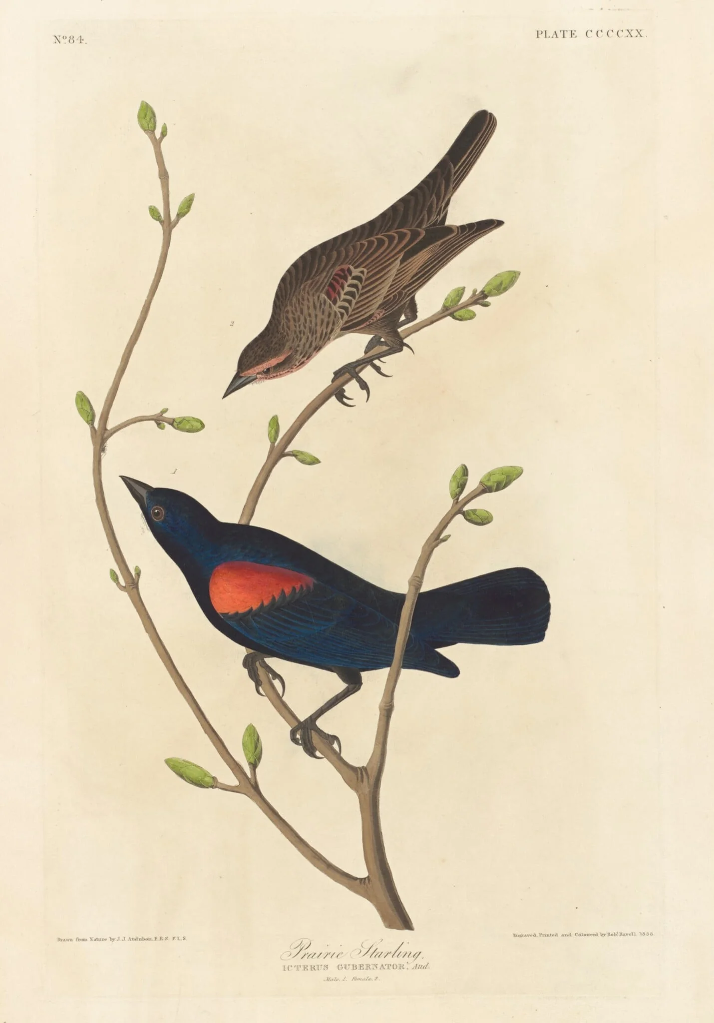 Prairie Starling