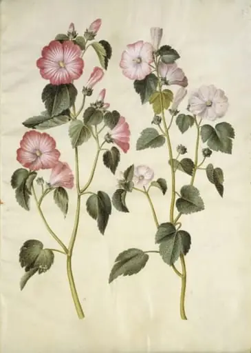 Lavatera trimestris (mamelukærme)