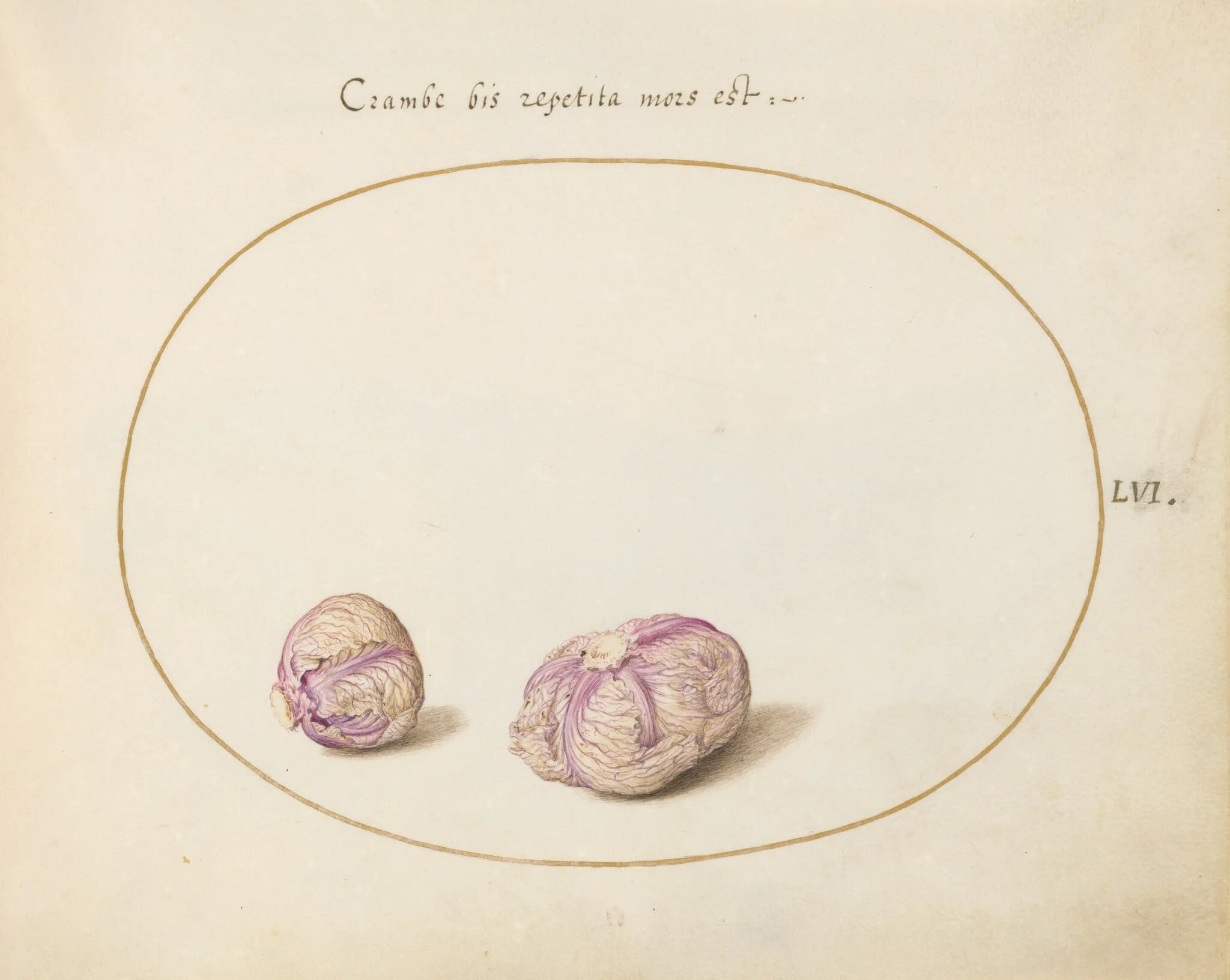 Plate 56: Two Heads of Cabbage, by Joris Hoefnagel, gouache, 1594