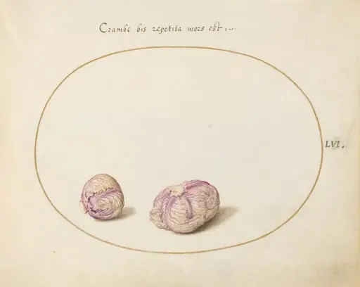 Plate 56: Two Heads of Cabbage