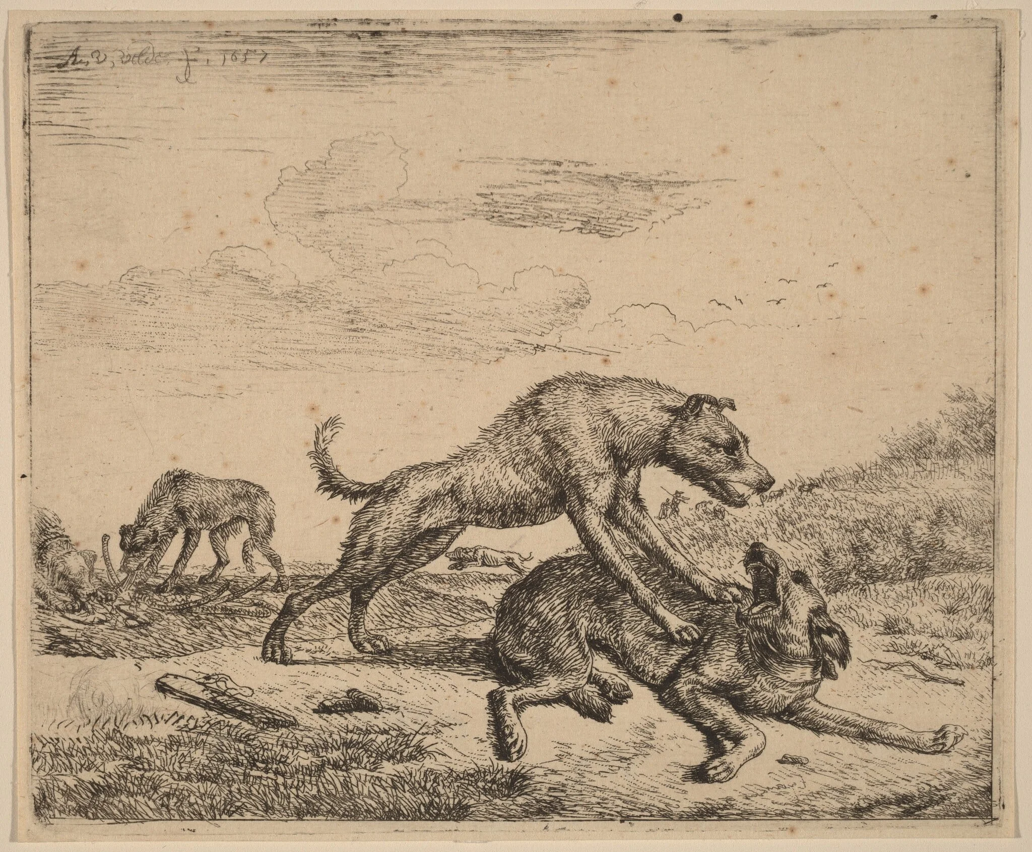 Fighting Dogs, by Adriaen van de Velde, ink, 1658