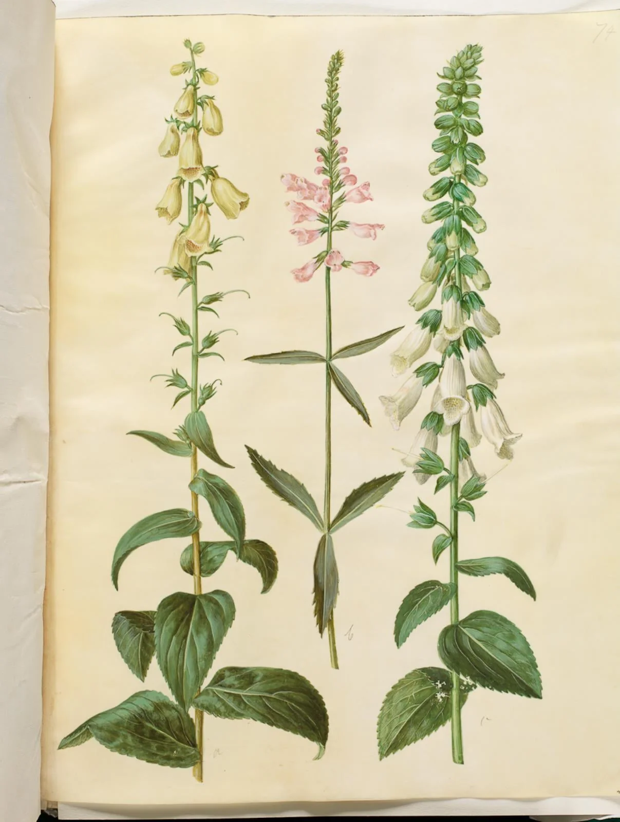 Digitalis grandiflora (storblomstret fingerbøl); Physostegia virginiana (drejeblomst); Digitalis purpurea (almindelig fingerbøl)